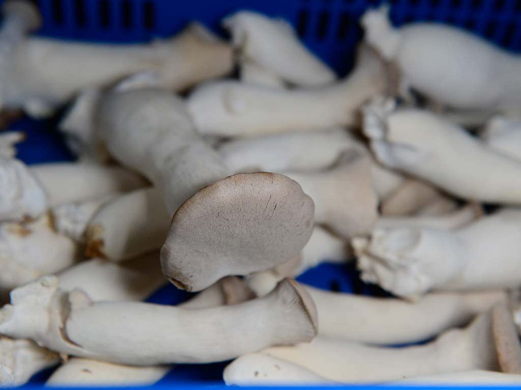 Hongos Rey Ostra recién cosechados en cestas de recolección en El Salvador.