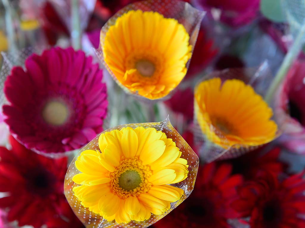 Gerberas en tonos amarillo y fucsia protegidas con fundas transparentes en exhibición para la venta.