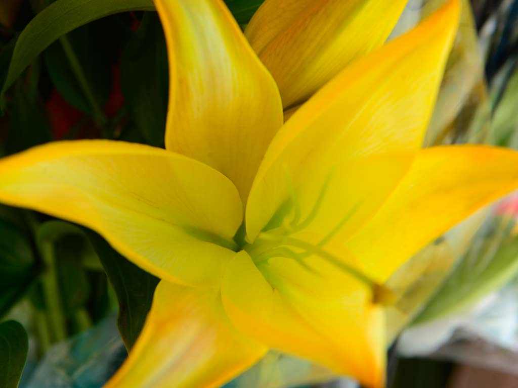Acercamiento a un lirio amarillo de seis pétalos abiertos con detalles verdes en el centro.