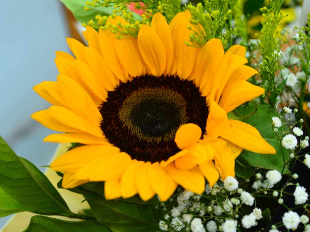 Arreglo elaborado con girasoles amarillos listo para la venta con costo de 4 dólares.