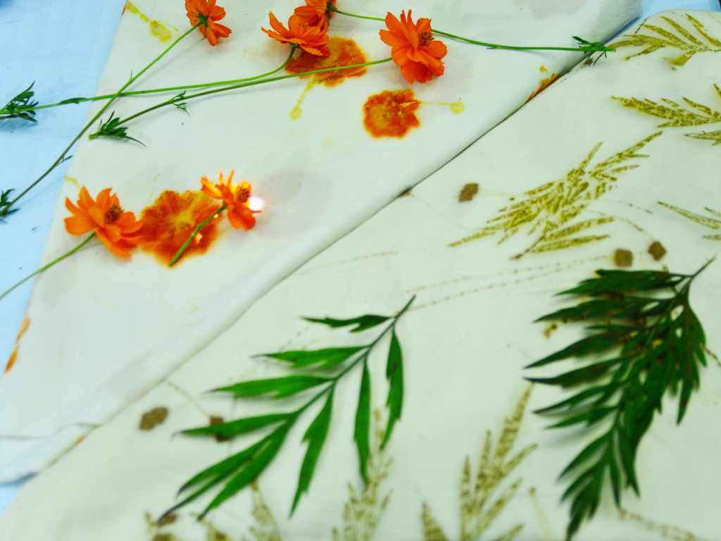 Parte de las plantas que utiliza Funes para estampar sus telas, Gravilea y la flor Cosmos.