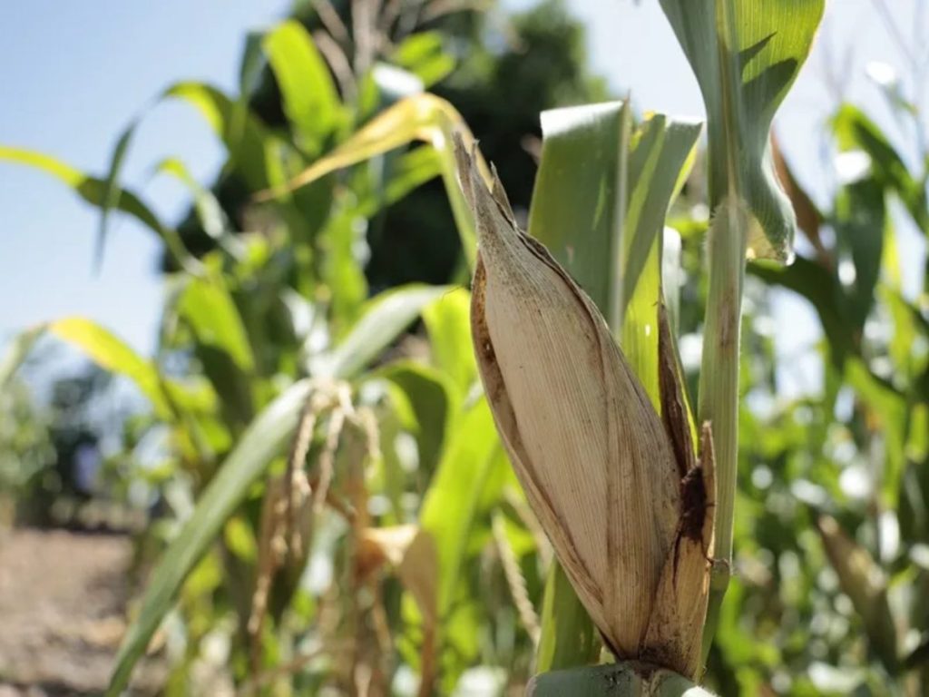 cultivos de maíz de agricultores de San Esteban Catarina