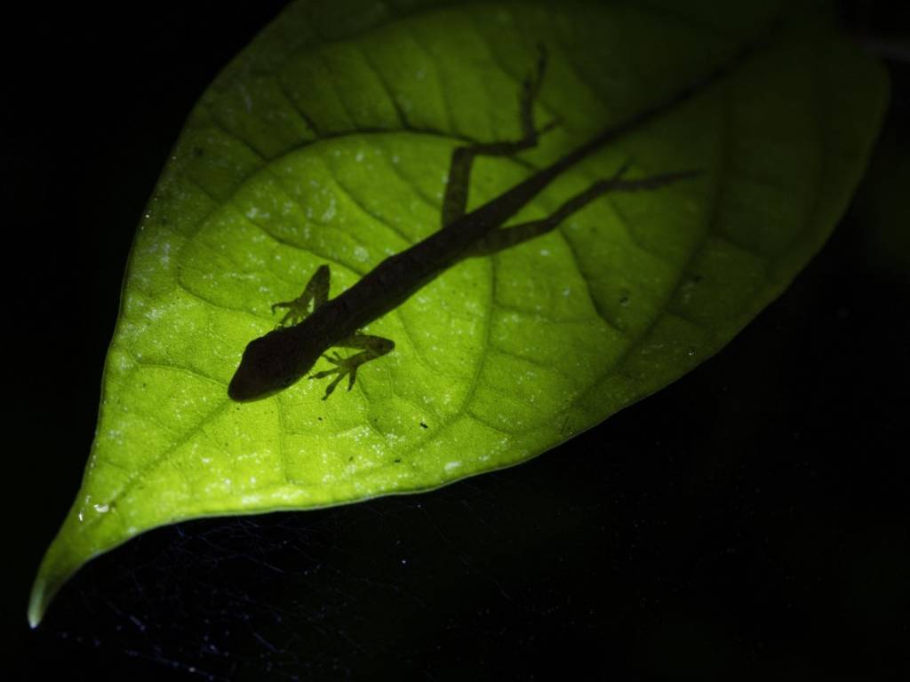 Caimán reposando en un tronco a la orilla del río y basilisco esmeralda sobre la vegetación del parque.
