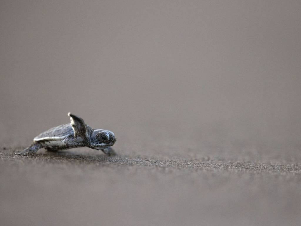 Tortuga marina desovando en las costas protegidas del Parque Nacional Tortuguero, Costa Rica.