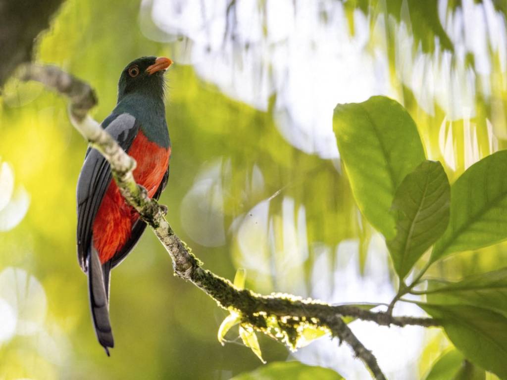 Tucán pico iris y tucán de pico castaño en las copas de los árboles de la selva tropical de Tortuguero, Costa Rica.
