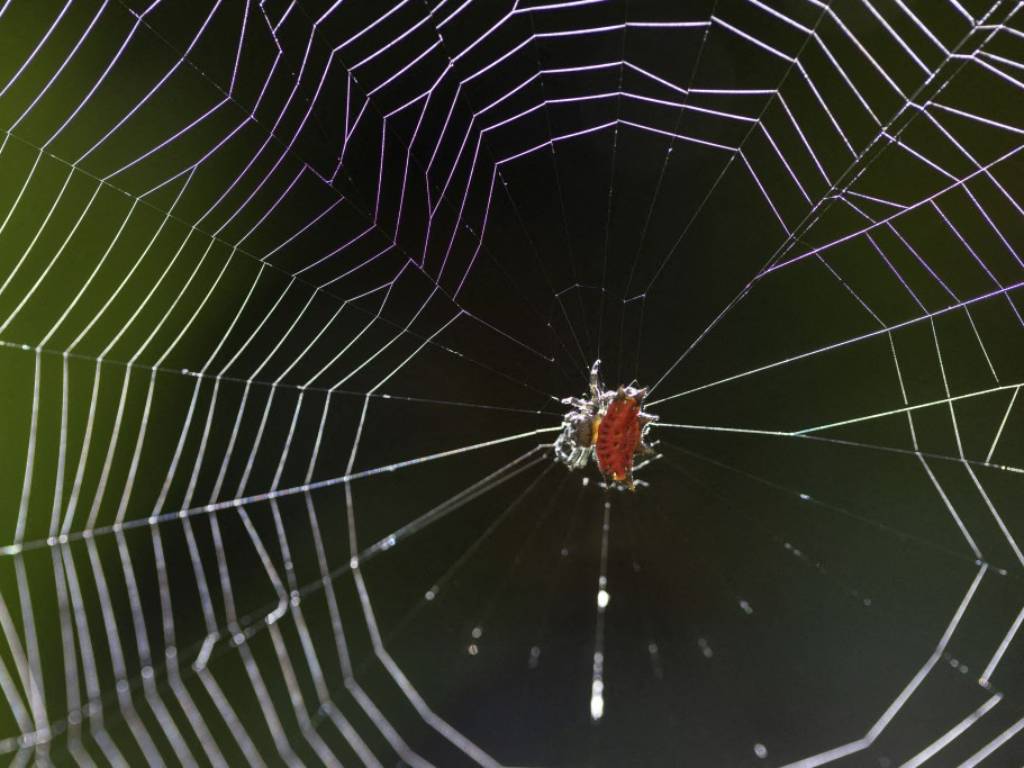 Araña tejedora espinosa de abdomen rojizo con puntas sobre su telaraña simétrica en la vegetación.