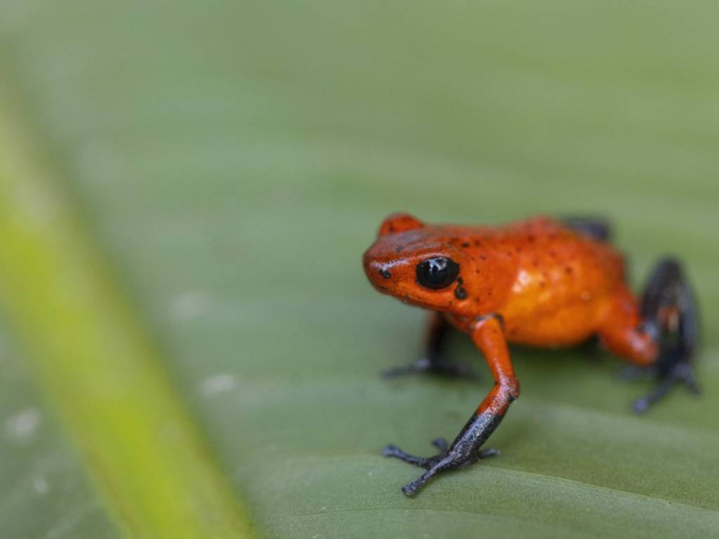 Pequeña rana veneno de dardo de cuerpo color rojo brillante sobre una hoja verde tropical.