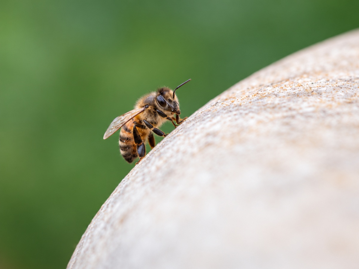 Cómo prevenir picaduras de abejas y qué hacer si ocurren