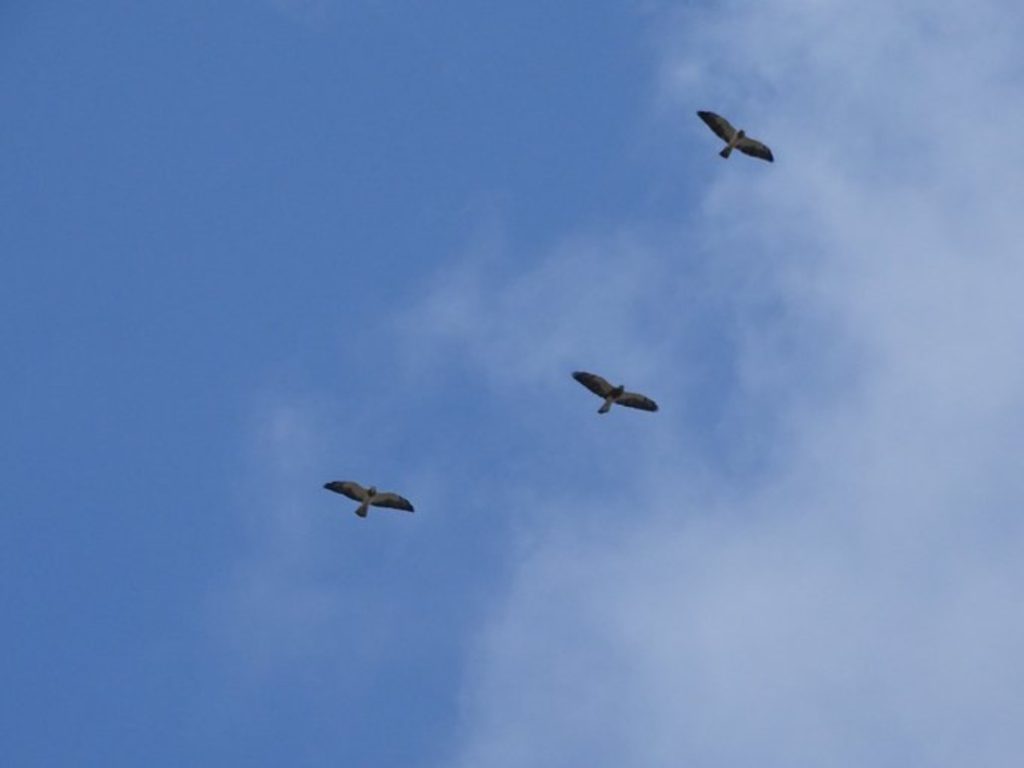 El cielo salvadoreño se convierte en corredor de aves migratorias.