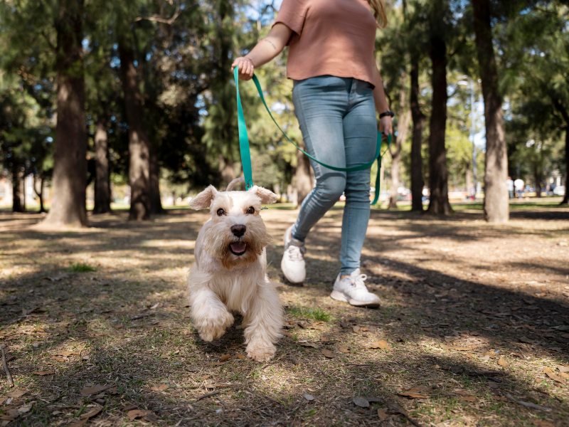 La 1° Gran Caminata Canina recorrerá un kilómetro entre Paseo Concepción y el Parque El Cafetalón, en Santa Tecla.