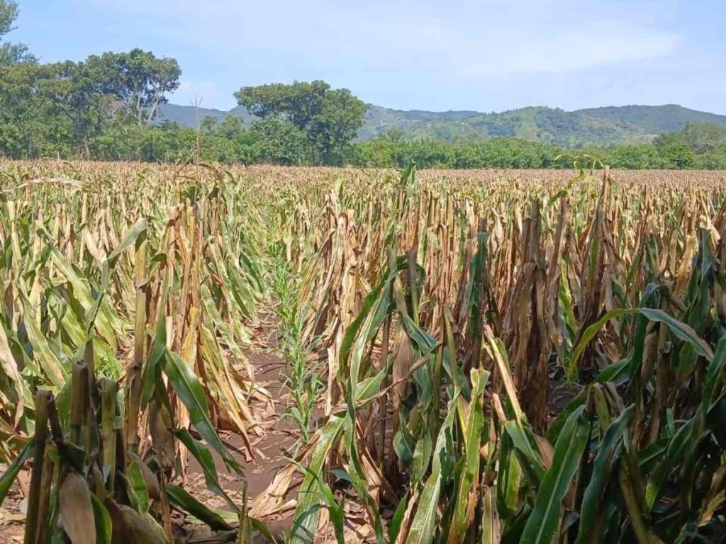 El riego y la siembra temprana han sido claves para enfrentar la variabilidad climática y sostener la producción agrícola nacional.
