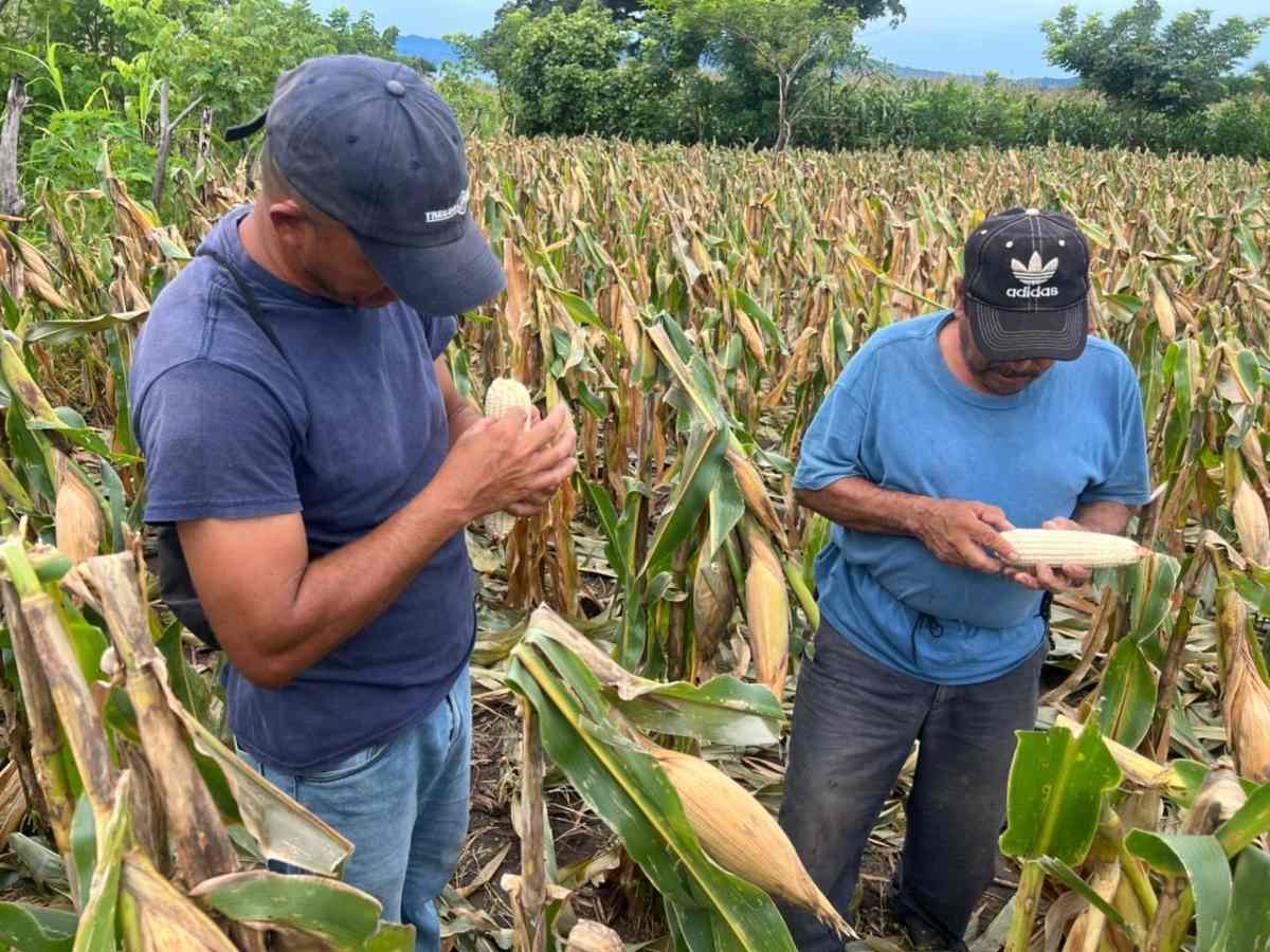 Las buenas cosechas en el occidente y centro del país contribuyen al abastecimiento nacional, según el Ministerio de Agricultura.
