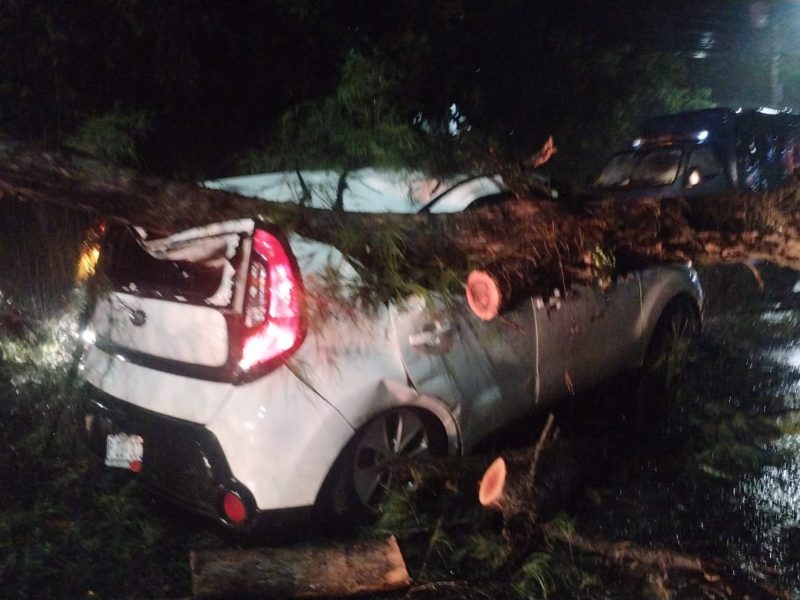 Siete personas fueron rescatadas luego de que un árbol cayera sobre cuatro vehículos en la 29 calle Oriente, en San Salvador.