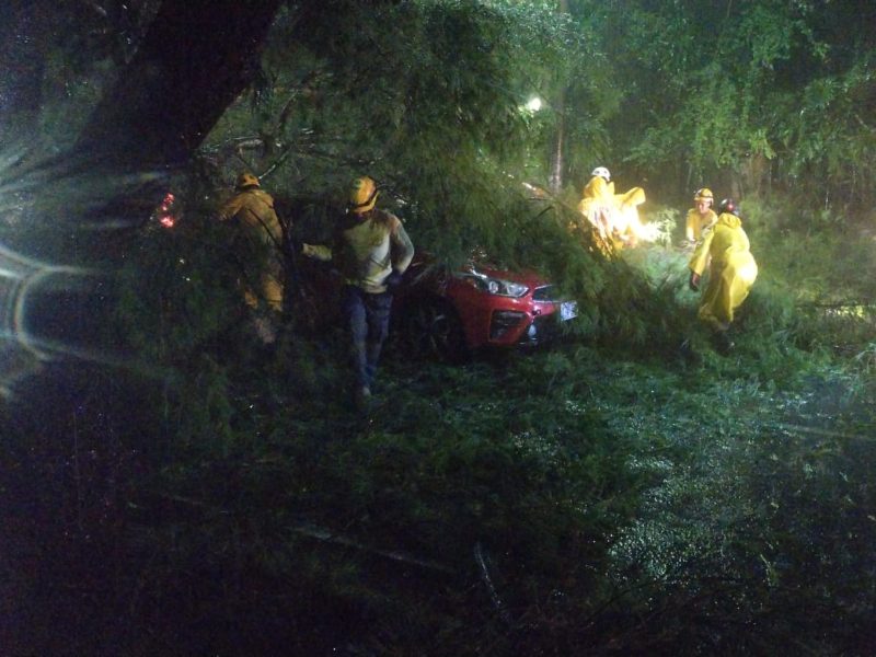 Equipos de rescate atendieron a las personas que quedaron atrapadas dentro de los vehículos afectados por la caída del árbol.