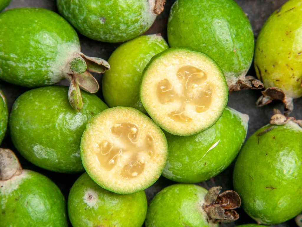 La guayaba será la gran protagonista de una celebración que reunirá sabor, tradición y cultura en San José Guayabal.