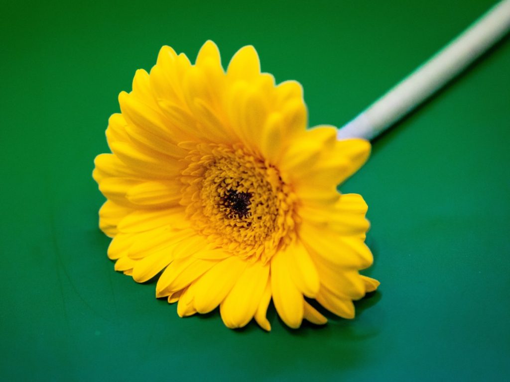 Gerberas amarillas: Alegres y llamativas, las gerberas aportan frescura y color a cualquier ramo.