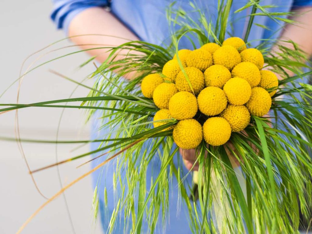 Craspedias amarillas: Pequeñas esferas de color intenso que dan un toque moderno, original y minimalista.