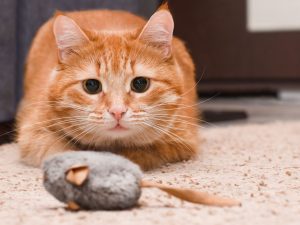 Que tu gato lleve animales muertos a casa no significa necesariamente que tenga hambre ni que quiera molestarte.