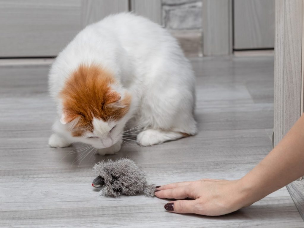 El juego diario ayuda a canalizar el instinto cazador del gato y puede reducir la frecuencia con la que lleva presas a casa.