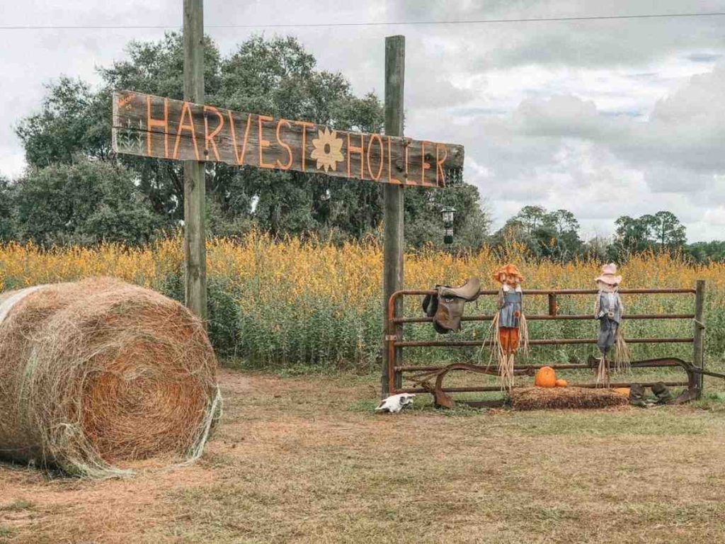 Los laberintos de maíz son parte de la temporada en Central Florida.