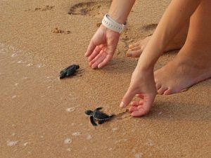 liberación-tortugas