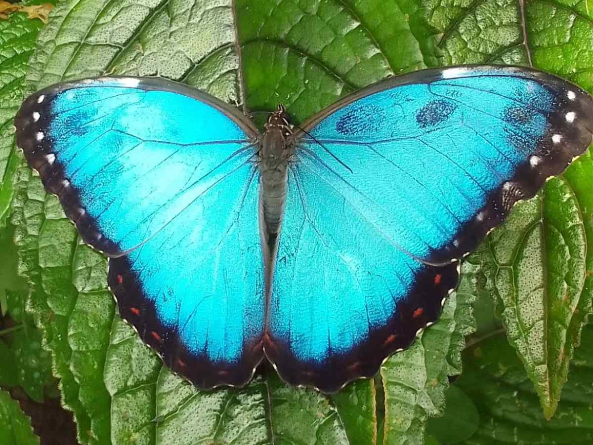 Mariposas llenan de color este rincón de la Ruta Panorámica.