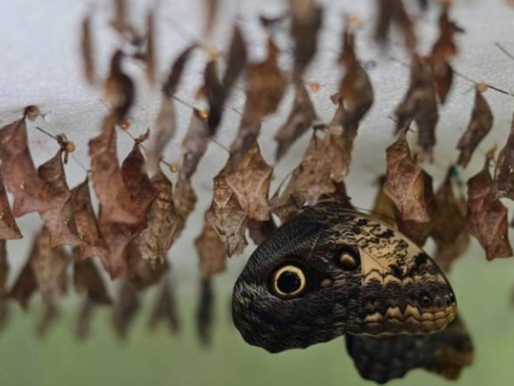 El mariposario conserva hasta 15 especies en su recinto.