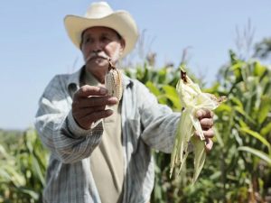 cultivos de maíz de agricultores de San Esteban Catarina