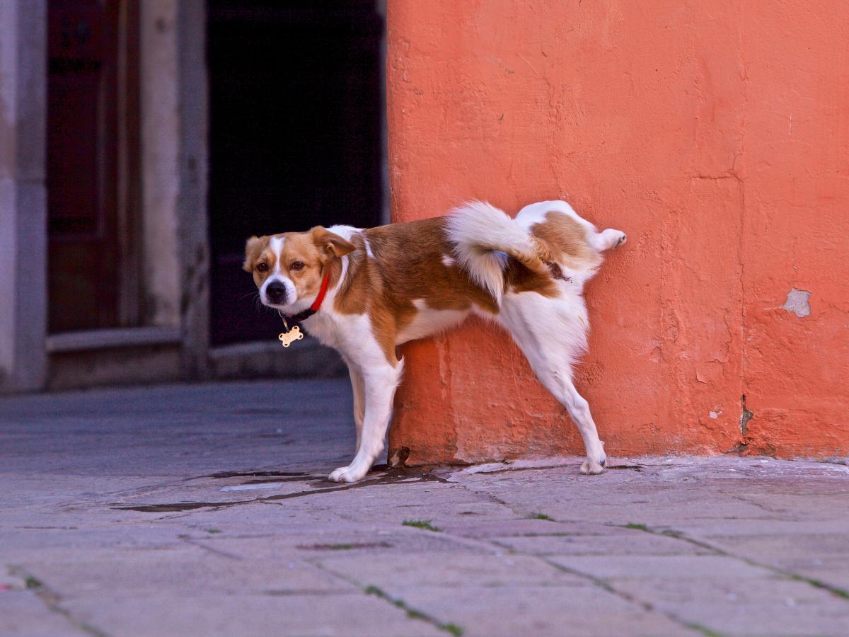 Los perros suelen regresar a lugares donde detectan rastros de orina, por lo que eliminar el olor es clave para disminuir el marcaje.