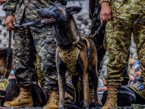 perros-fuerza-armada-el-salvador (1)