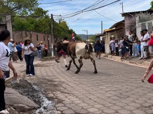 vacas-