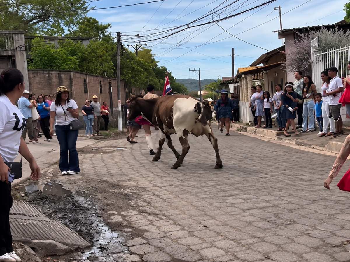 Dos vacas interrumpieron el desfile patrio realizado en La Unión.