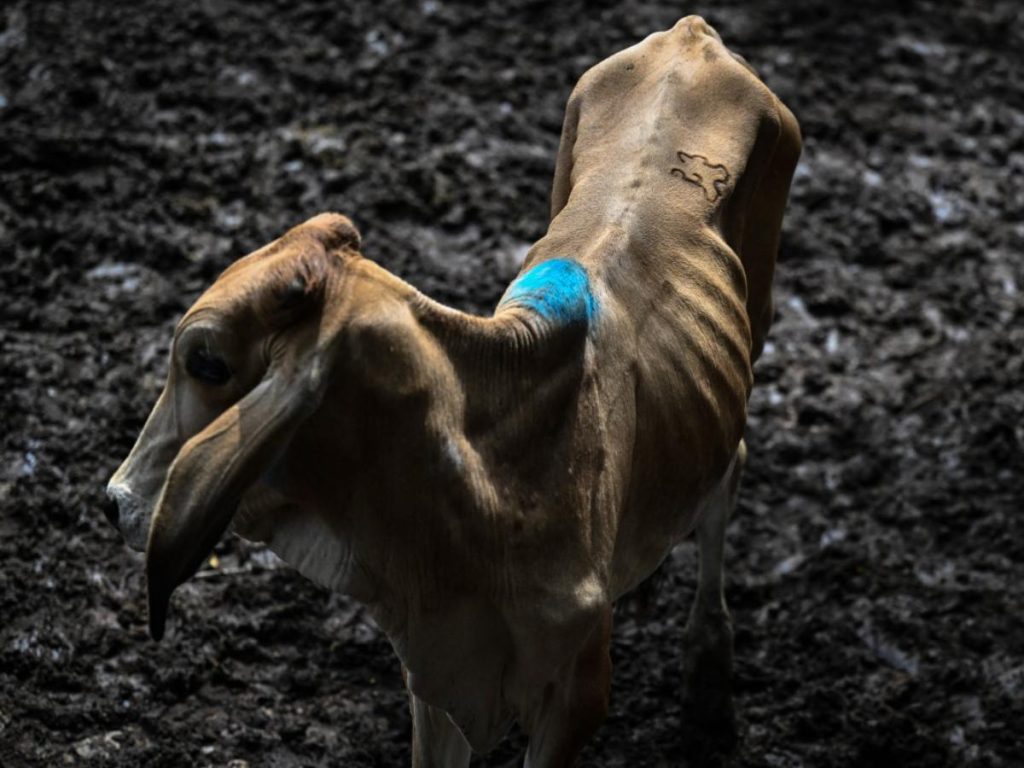 el-nino-precios-alimentos