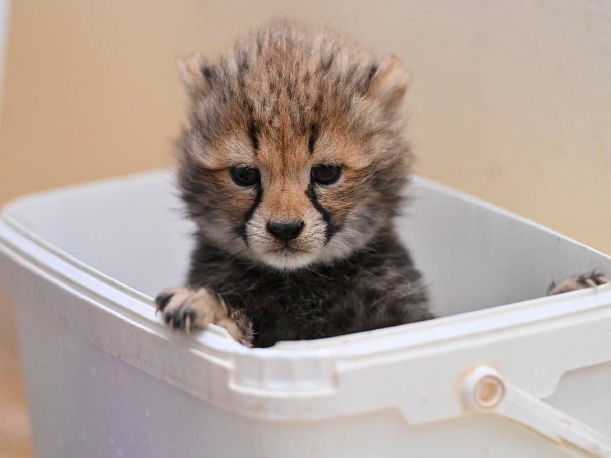 Las cuatro cachorras permanecerán con su madre en el Zoológico de Montpellier hasta cumplir dos años.