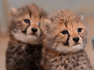 Cachorros- Guepardo- Especie- Vulnerable-Zoologico- Francia (4)