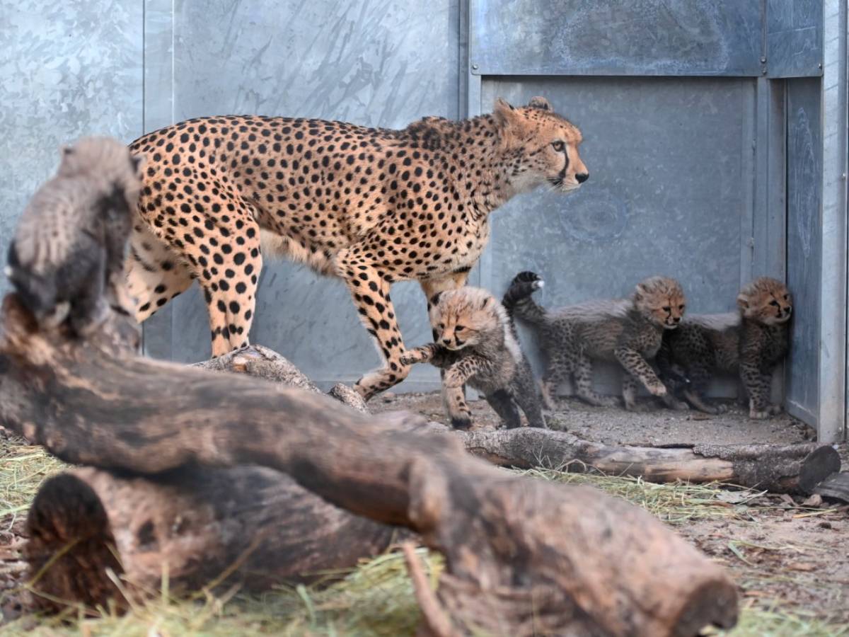 Dos cachorras de guepardo descansan junto a su madre, Bastet, en el recinto del zoológico.