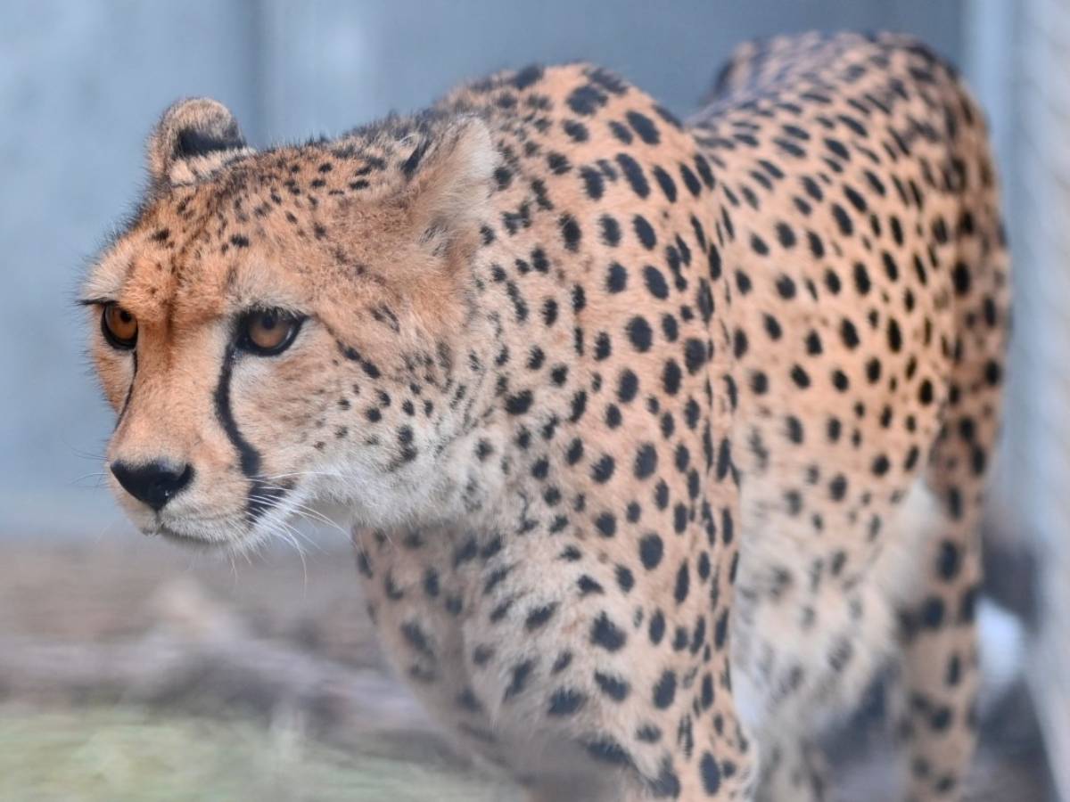 Una guepardo hembra de ocho años llamada Bastet descansa recostada sobre la paja en su recinto del zoológico.