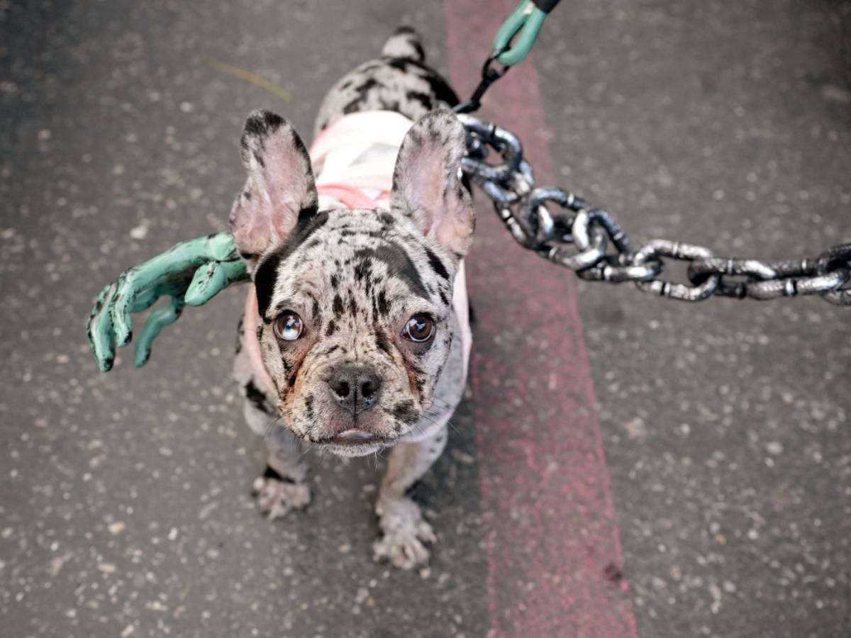 Perro de raza bulldog francés mirlo disfrazado con vendajes, una mano verde falsa al costado y correa de cadena sobre el asfalto
