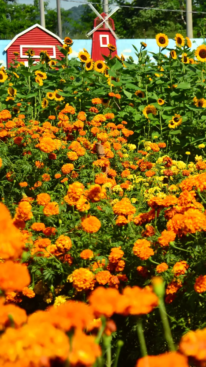 Festival- Otoño- Flores- Girasoles- Vivero- San Juan Opico- La Libertad (10)