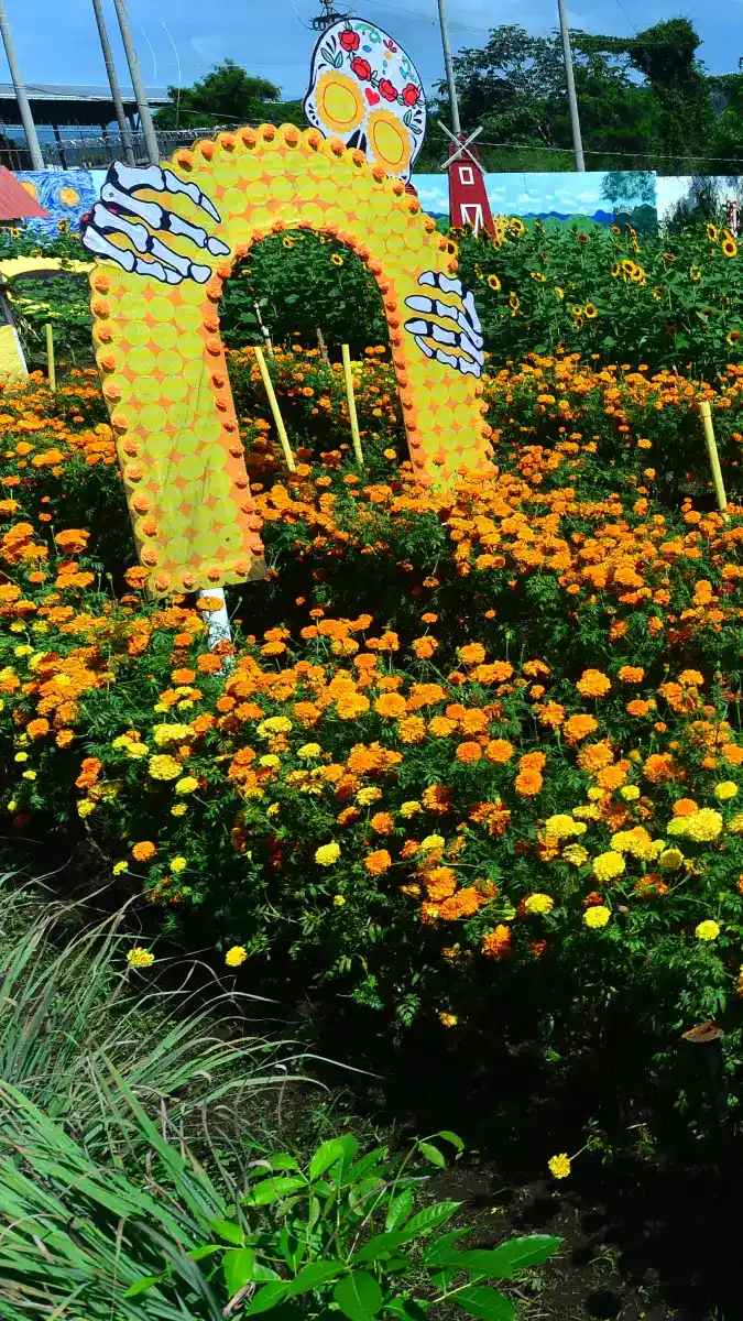 Festival- Otoño- Flores- Girasoles- Vivero- San Juan Opico- La Libertad (11)