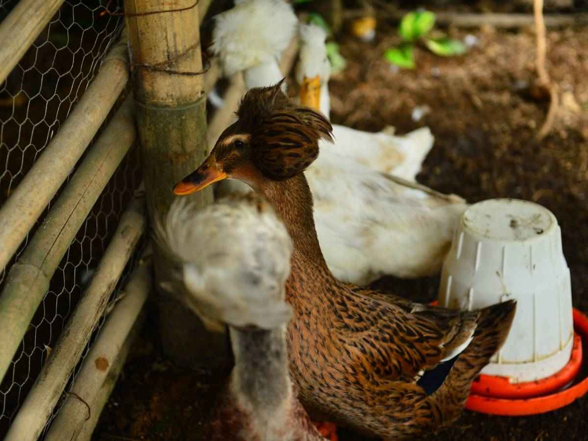 Visita la granjita y observa distintas especies de animales en una actividad ideal para disfrutar en familia.