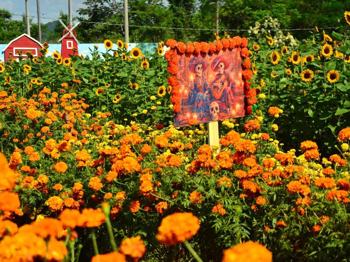 Campo de cempasúchil en pleno florecimiento bajo el sol de otoño a finales del mes de octubre.