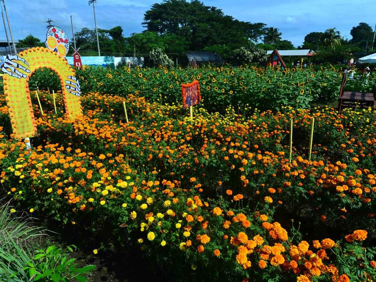 Flores de cempasúchil y girasoles en intensos tonos amarillos y naranjas decorando un altar y un campo.