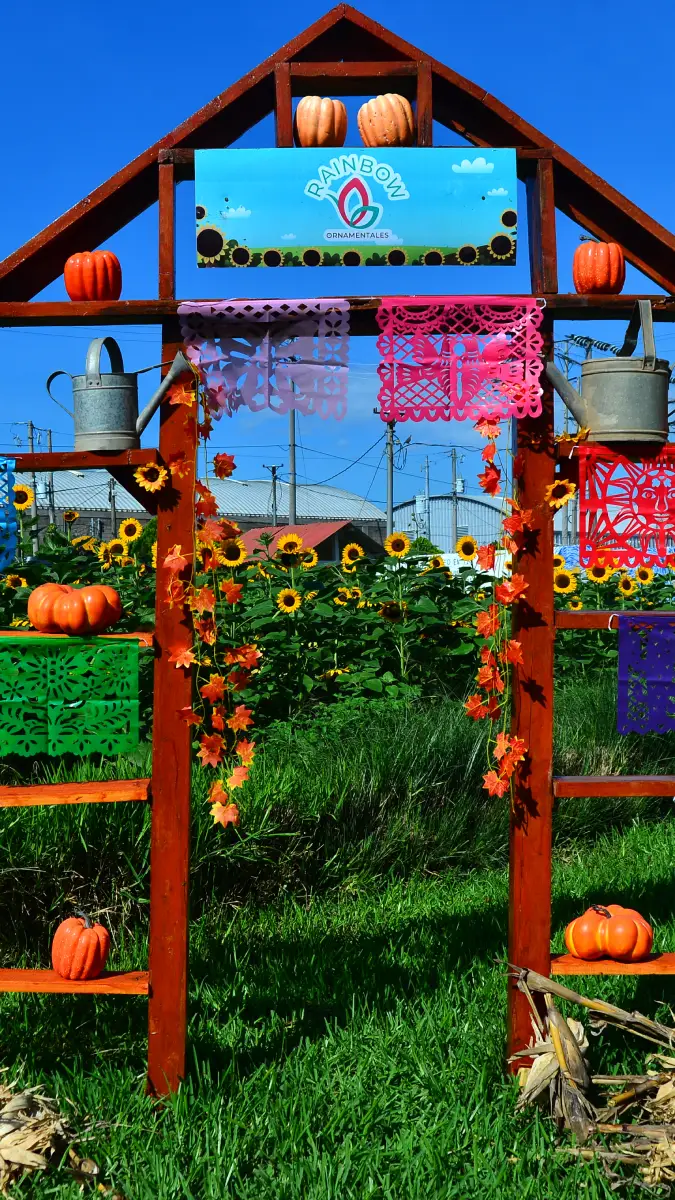 Festival- Otoño- Flores- Girasoles- Vivero- San Juan Opico- La Libertad (4)