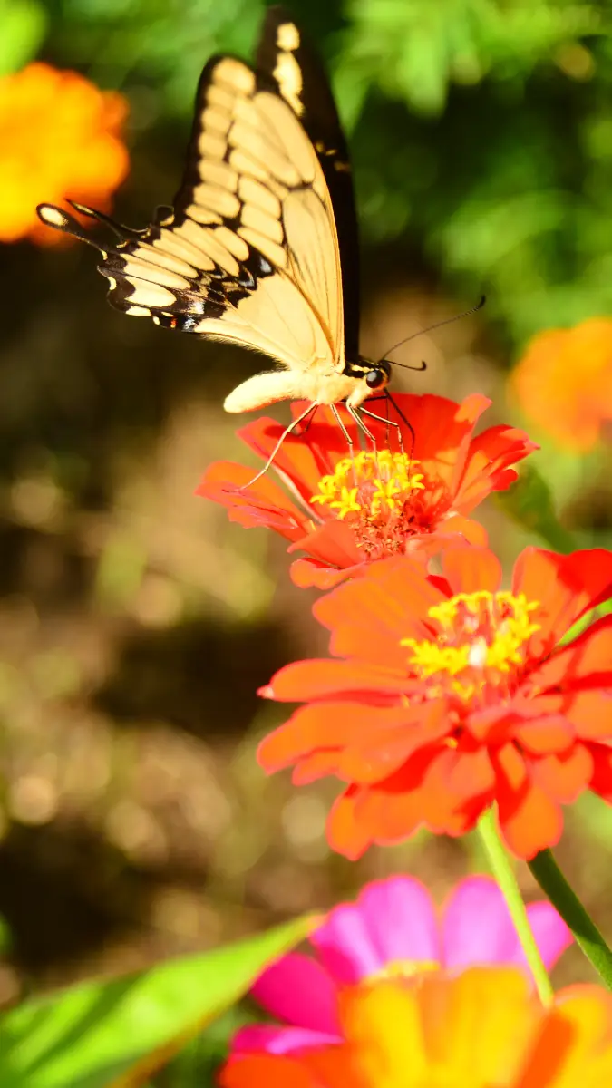Festival- Otoño- Flores- Girasoles- Vivero- San Juan Opico- La Libertad (7)