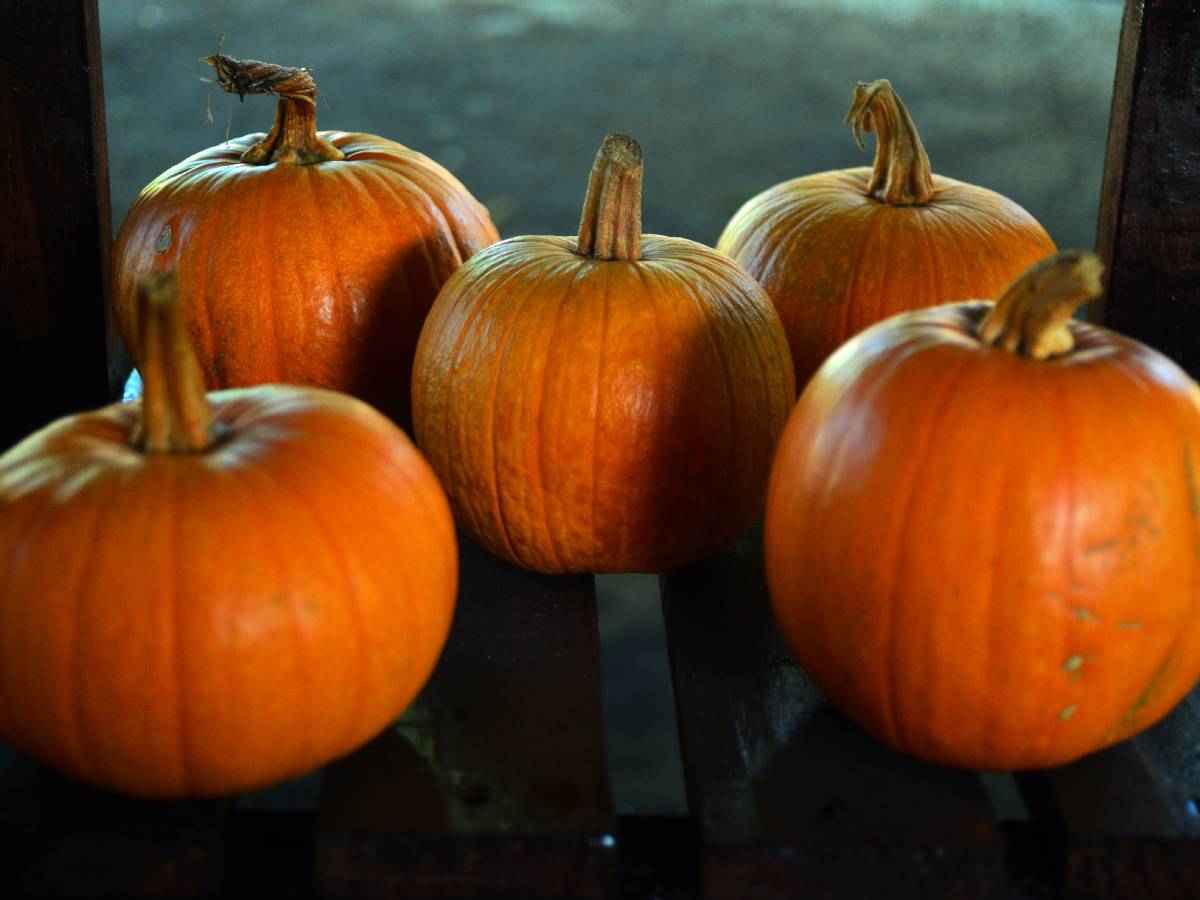 Calabazas anaranjadas cosechadas en un campo junto a flores de cempasúchil y girasoles en otoño.