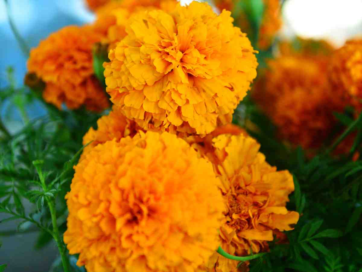 Festival- Otoño- Flores- Girasoles- Vivero- San Juan Opico- La Libertad