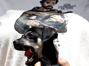 El legado de San Francisco y la tradición de bendecir a los animales