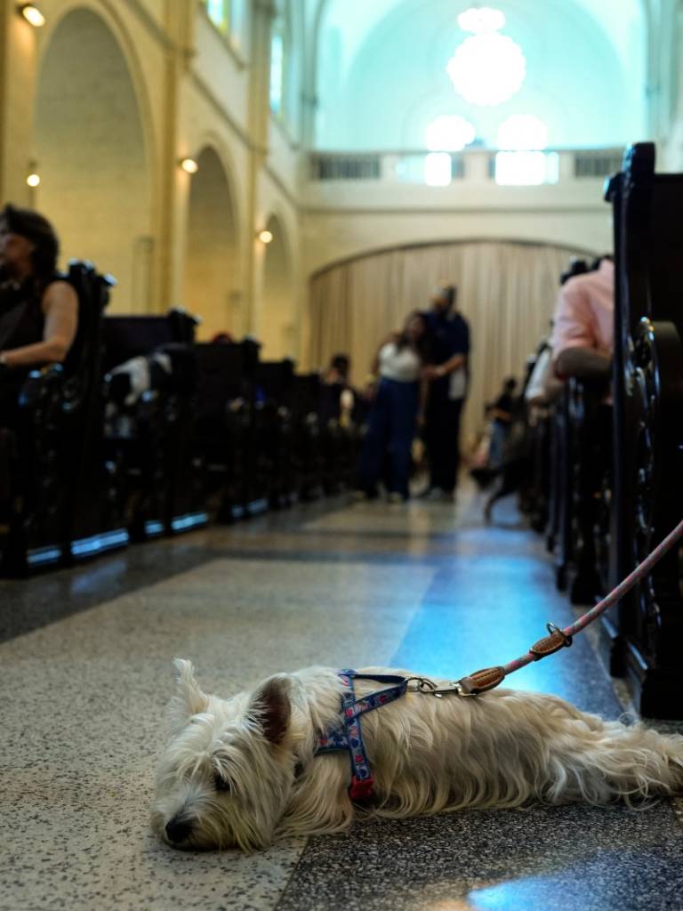 Un perro descansa en el suelo del templo durante la celebración de la misa en honor a San Francisco de Asís.