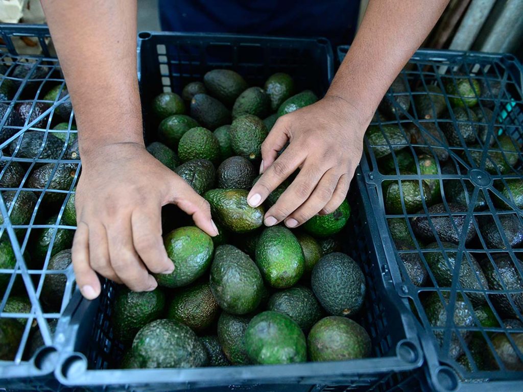 Manos de un comerciante acomodando aguacates verdes y maduros en cajas plásticas.